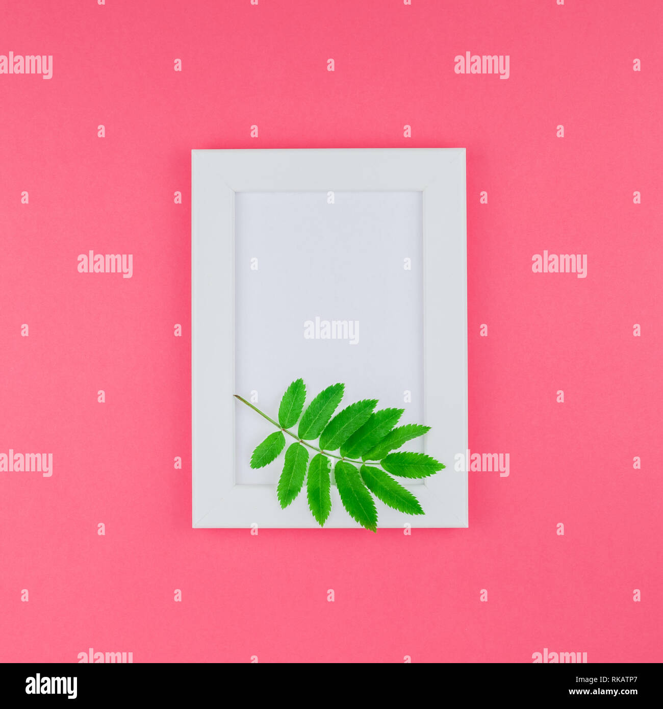 Creative flat lay top view white frame mock up with fresh green rowan ...
