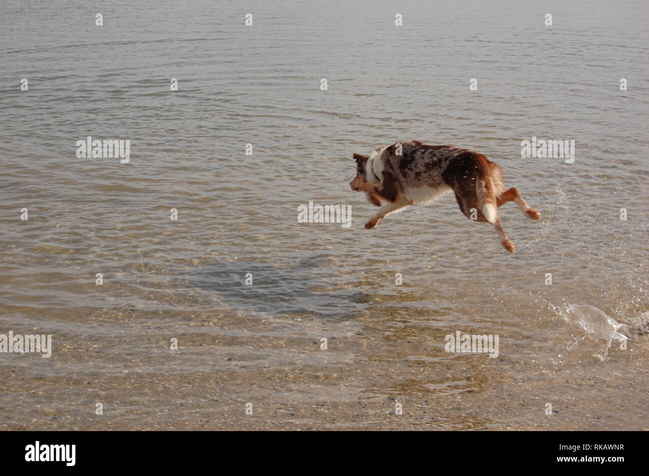 dog jumping into the sea Stock Photo Alamy