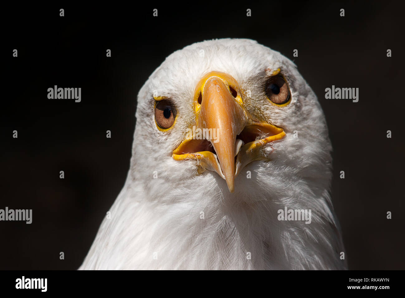 portrait of a bald eagle in front ob black background Stock Photo