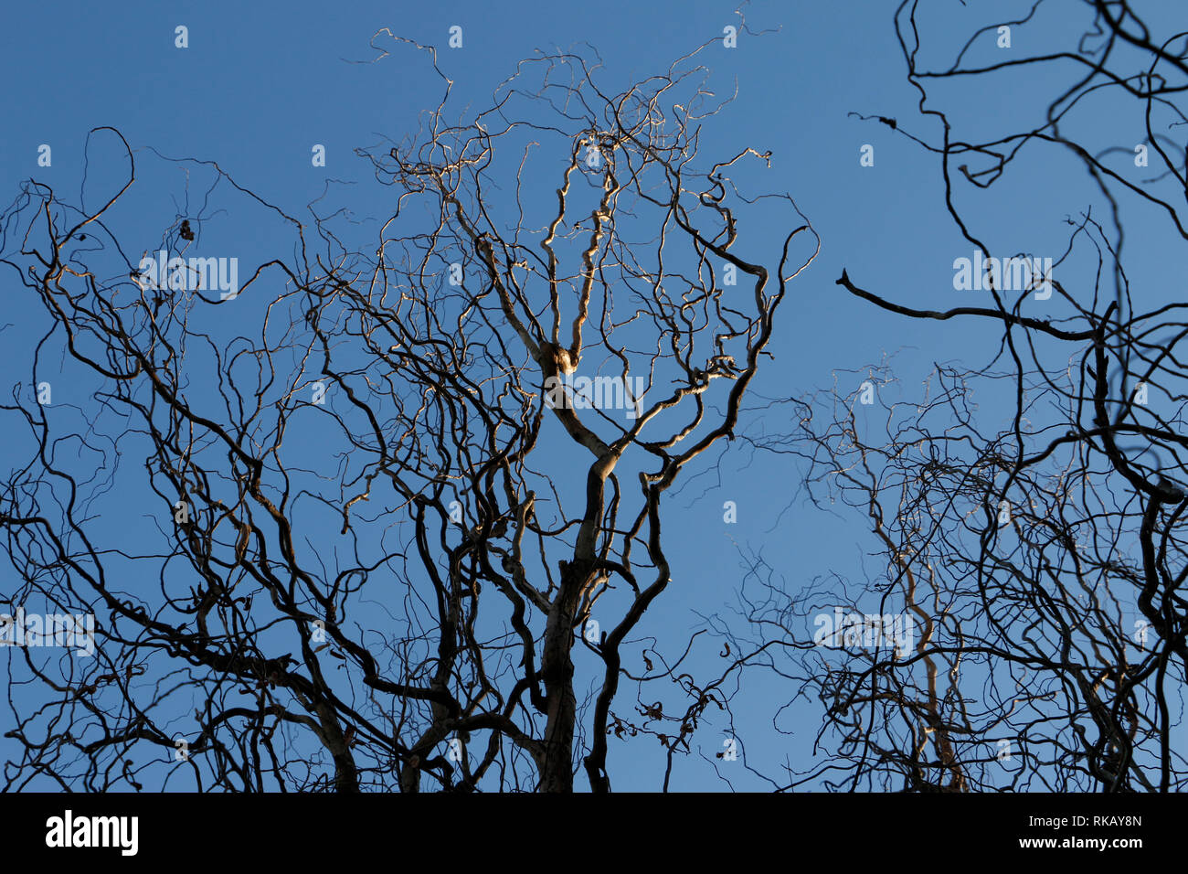 Twisted Willow Corkscrew High Resolution Stock Photography and Images