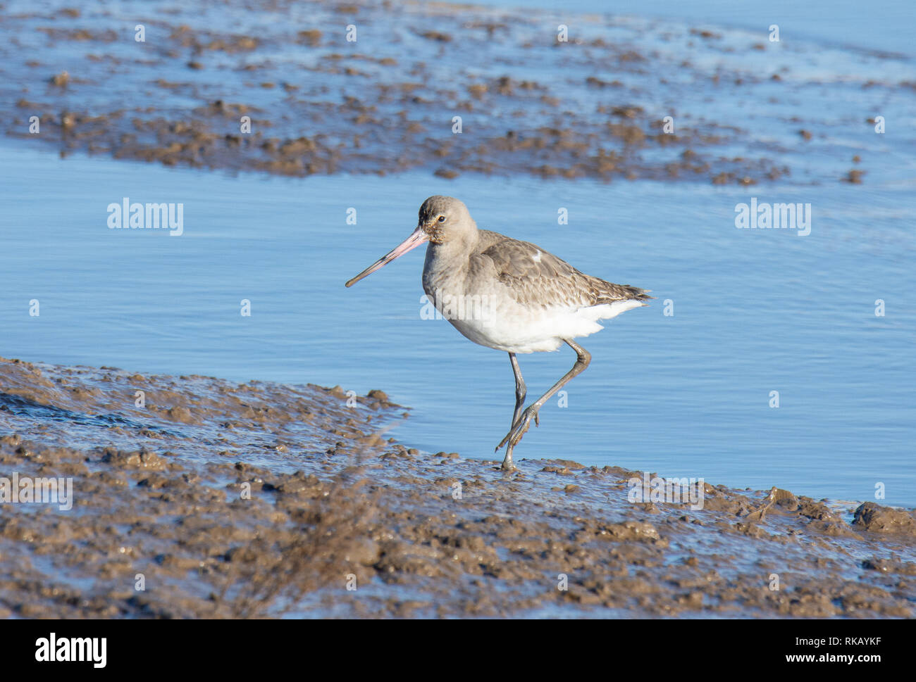 A Bar Tailed Godwit searching for food at RSPB Titchwell Marsh Stock Photo