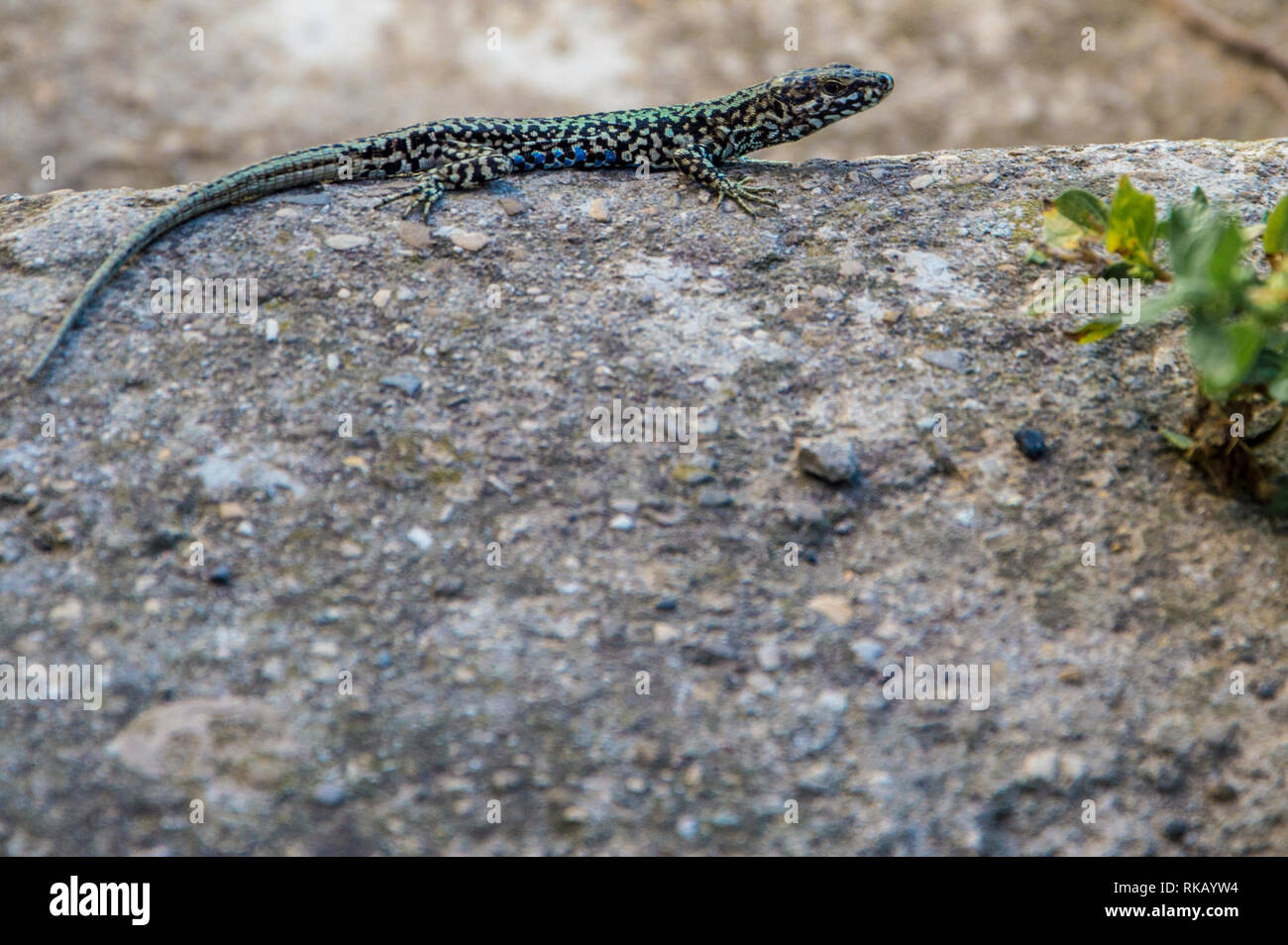Green And Black Lizard On Stone Background Stock Photo Alamy Green and black lizard on stone background stock photo alamy