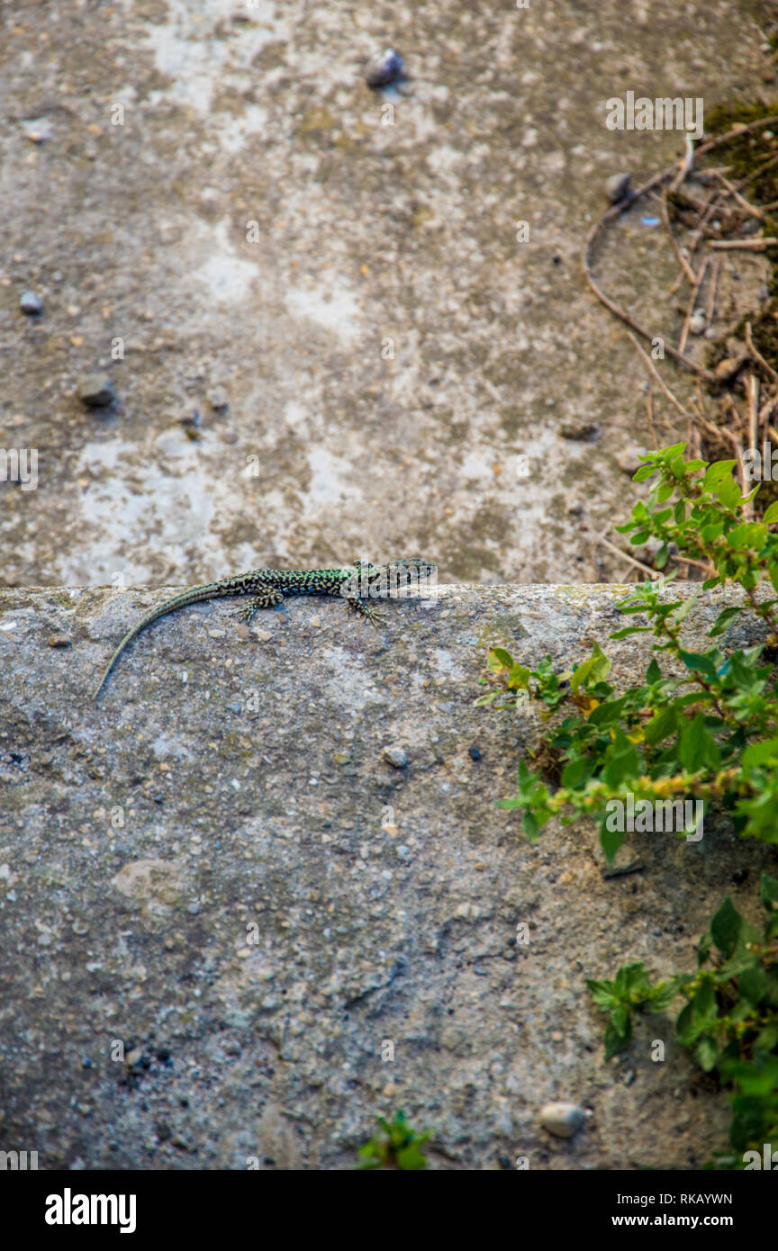 Green and black lizard on stone background Stock Photo
