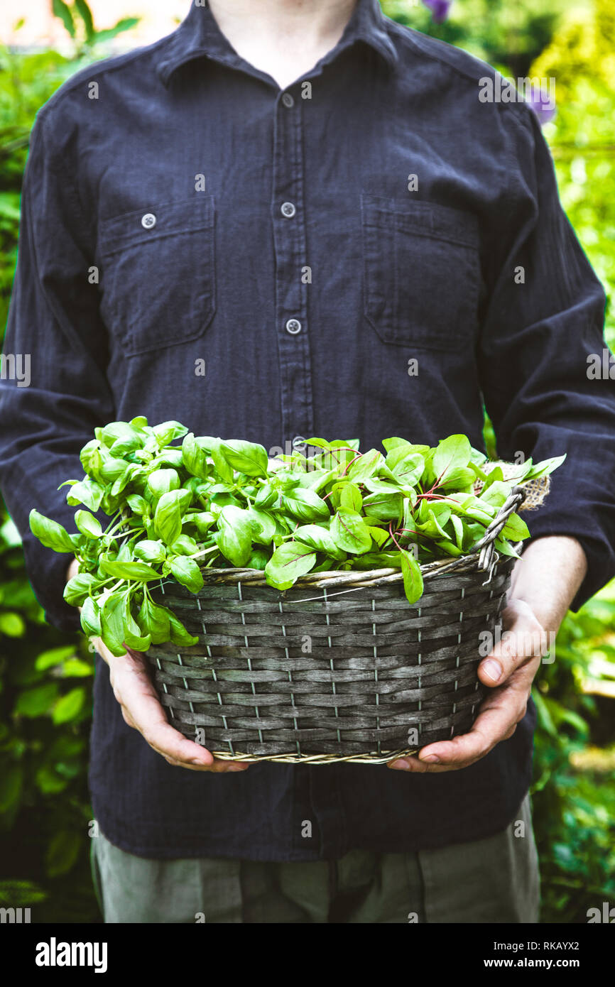 Organic gardening. Farmers hands with fresh herbs. Spring gardening