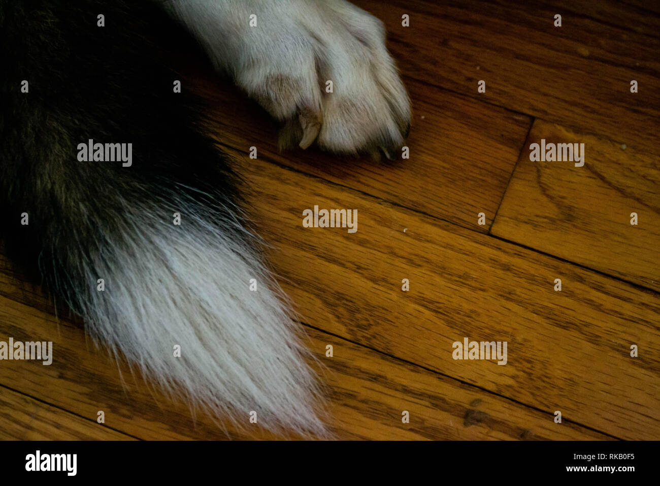Close up of dog paw and tail on hardwood floor Stock Photo Alamy