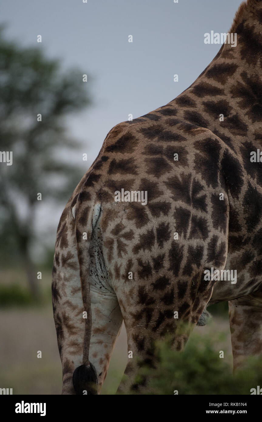 Yellow spotted giraffe hi-res stock photography and images - Alamy