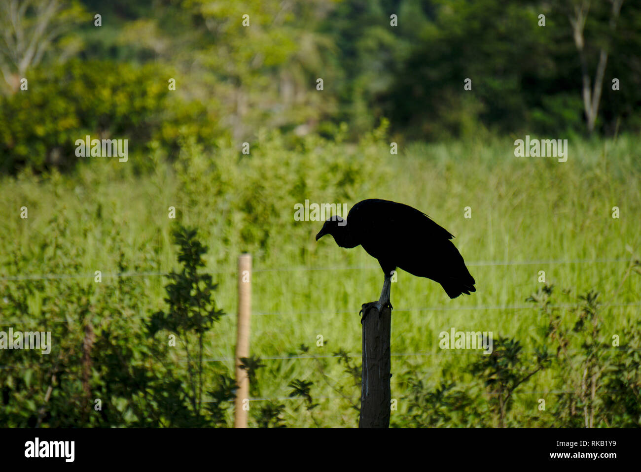 The silhouette of a vulture on a farm. Stock Photo