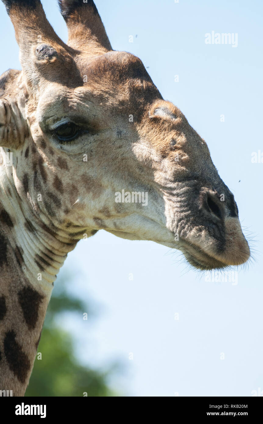 Yellow spotted giraffe hi-res stock photography and images - Alamy