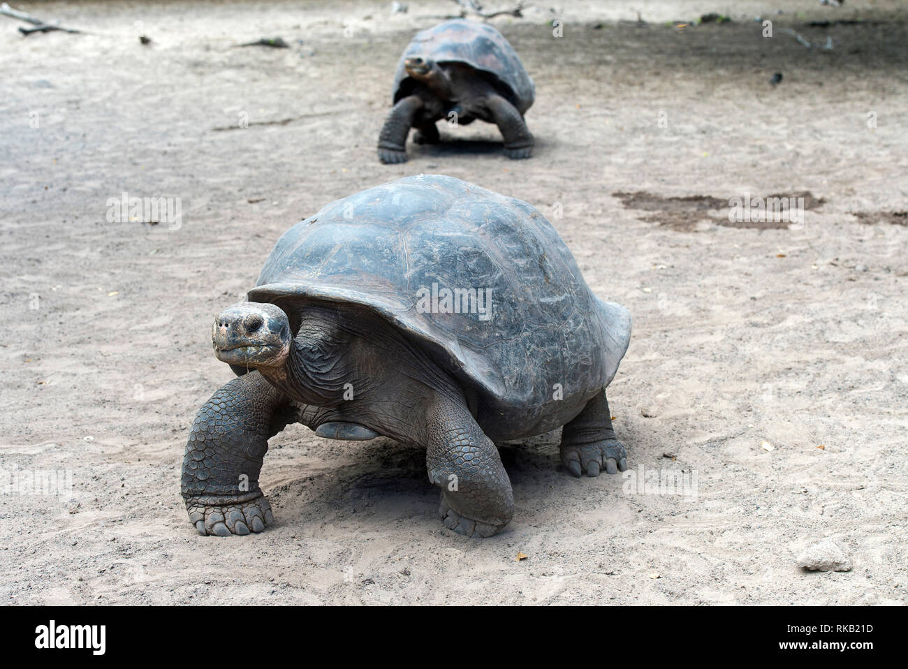 Gal pagos Giant Tortoise Chelonoidis Nigra Ssp Tortoise Breeding gal-pagos-giant-tortoise-chelonoidis-nigra-ssp-tortoise-breeding