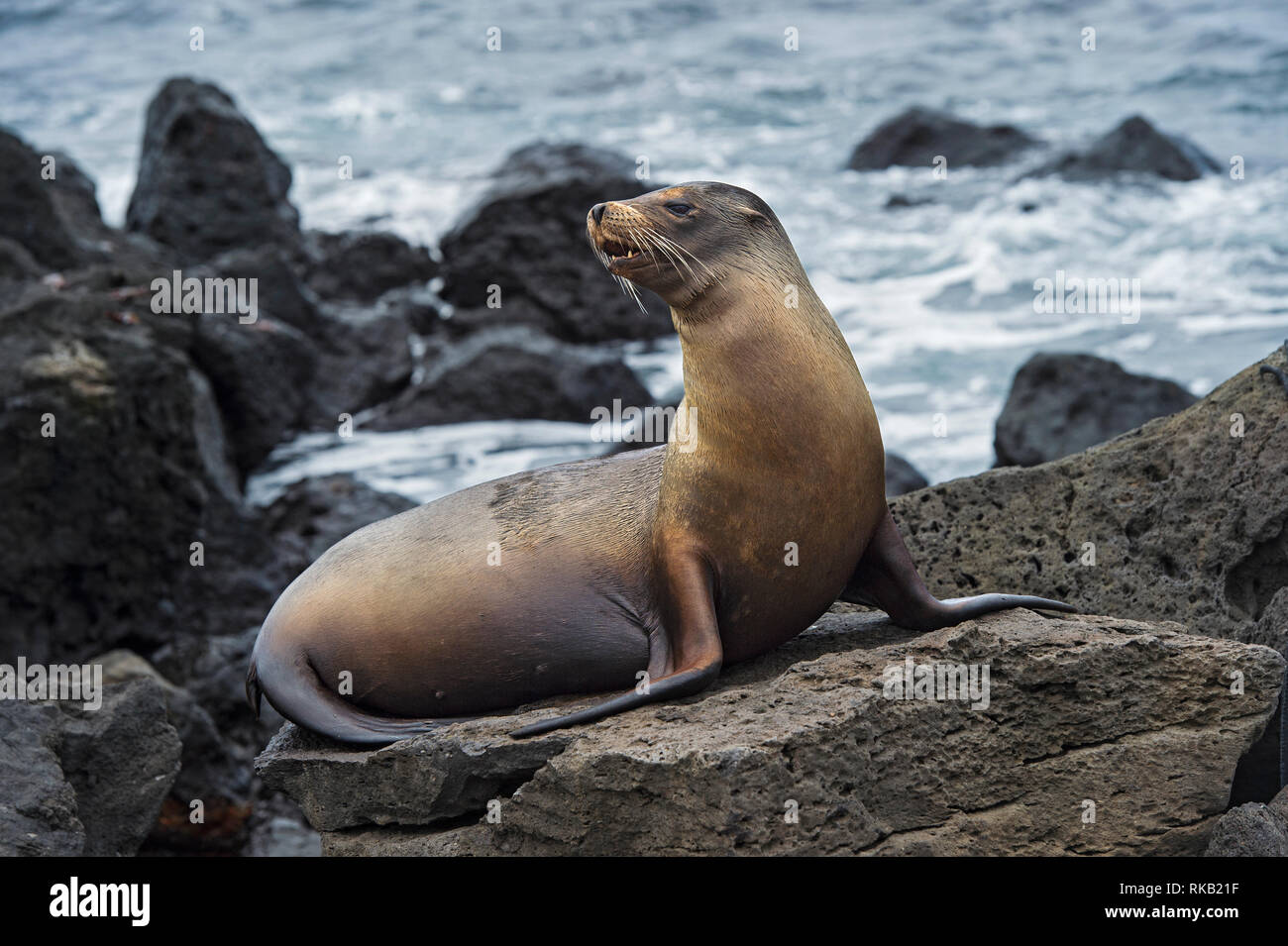 Galapagos Sea Lion Zalophus Wollebaeki Sitting On Lava Rocks Endemic