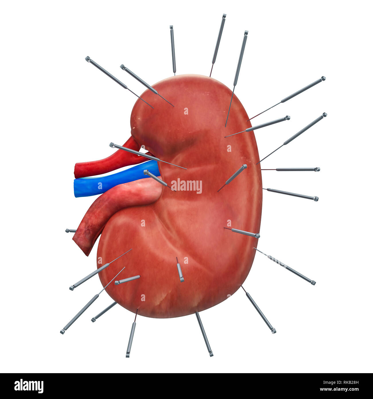 3d anatomy for acupuncture 3d anatomy for acupuncture