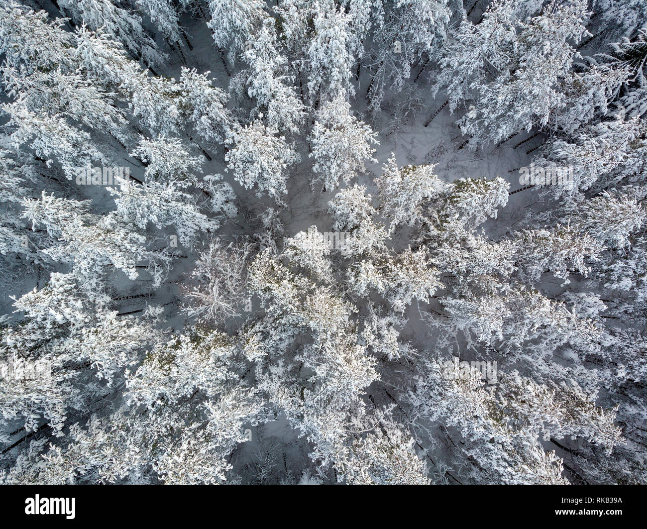 Aerial view of snow-clad treetops of the fir, Lika, Croatia Stock Photo
