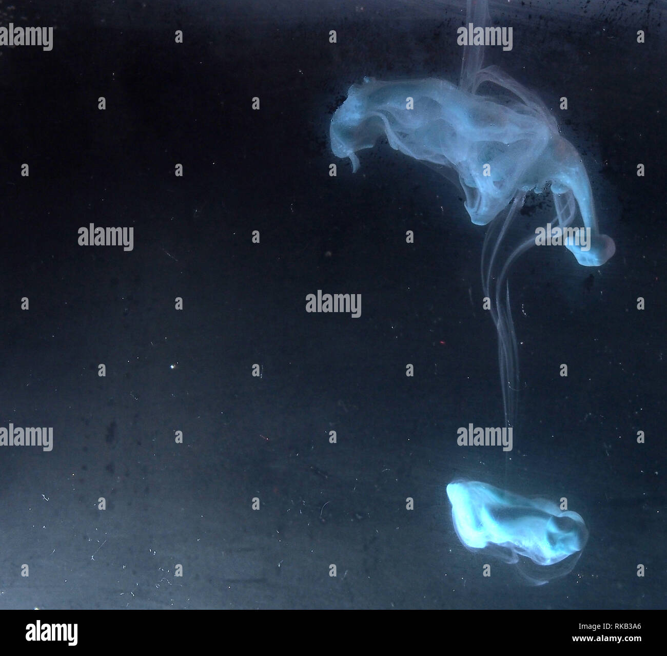 A drop of paint dissolves in water. On black background. Abstract ...