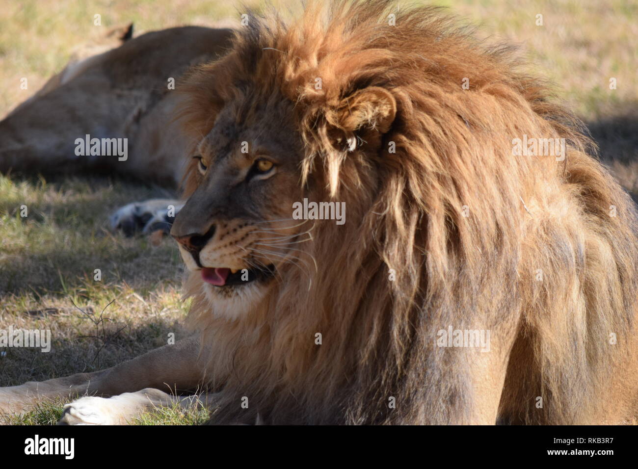 World wildlife zoo hi-res stock photography and images - Alamy