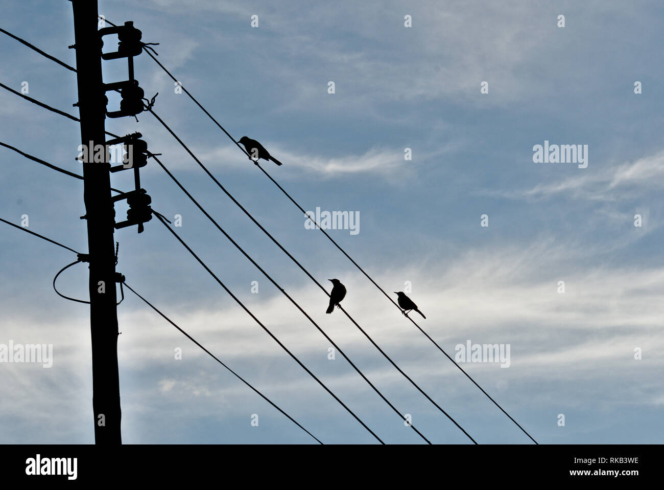 Bird on electric cables. Stock Photo