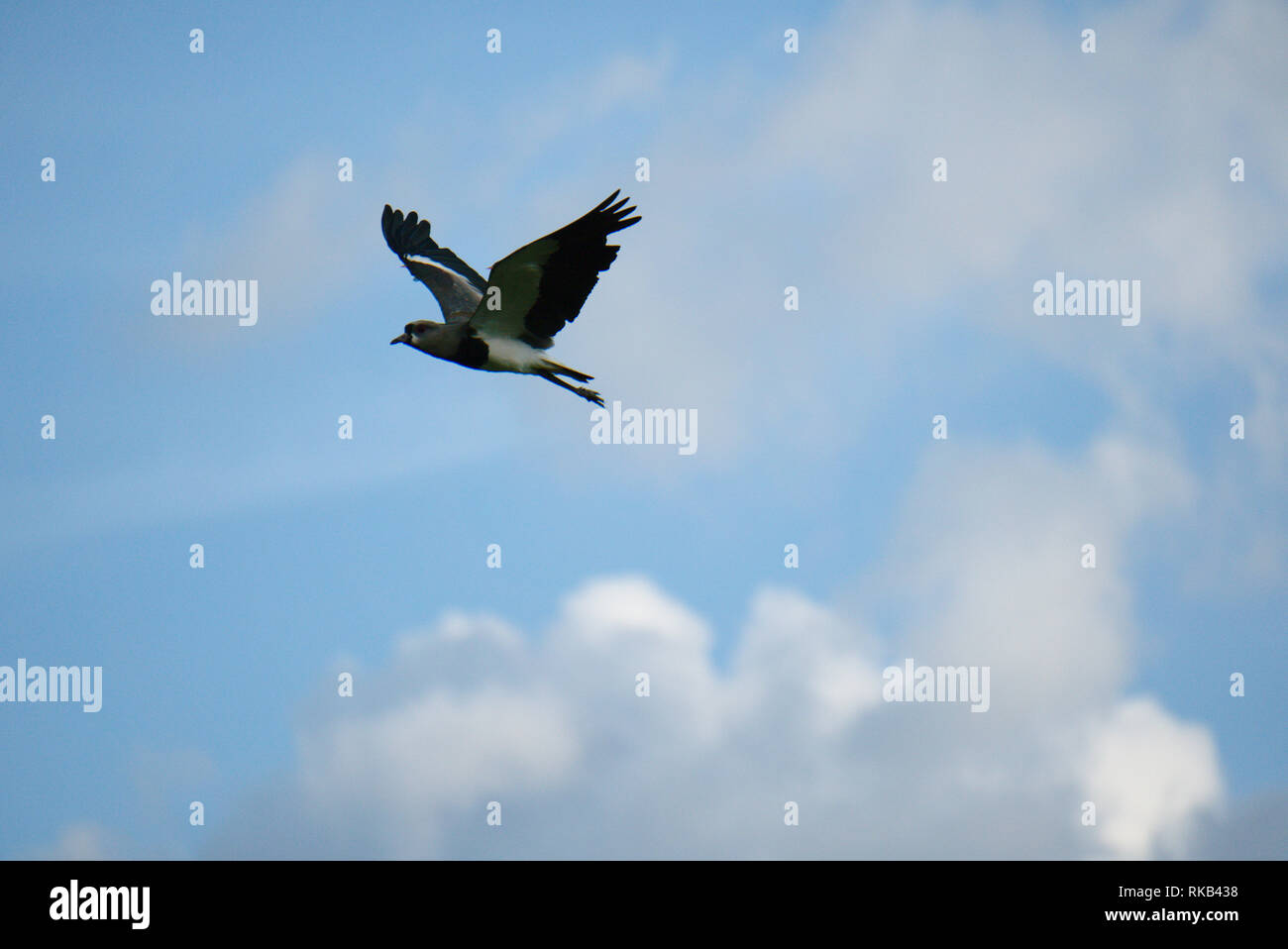 A bird flying in the blue sky with clouds. Stock Photo