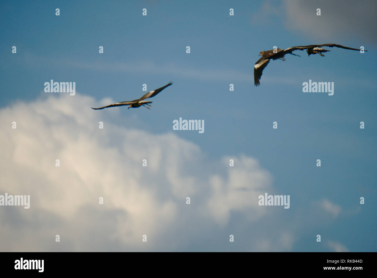 Some birds flying in the blue sky with clouds. Stock Photo
