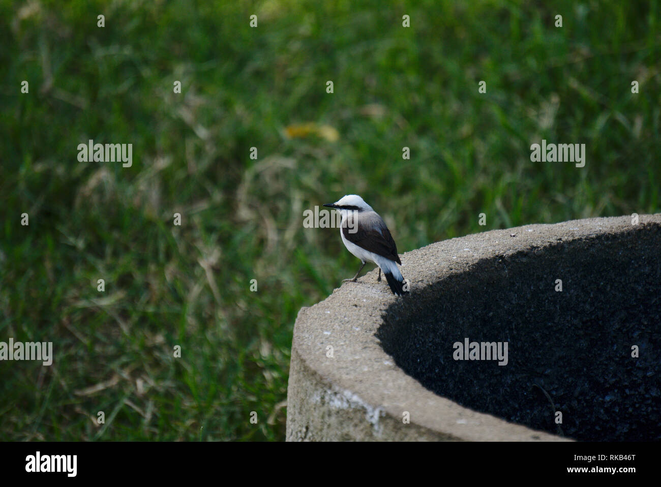 A bird waiting on the edge of a pond. Stock Photo