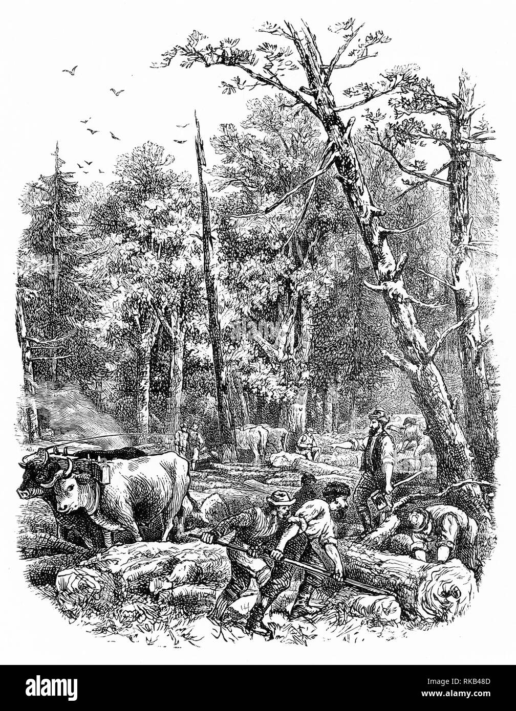 Engraving of lumberjacks working in the Canadian wilderness (or any wilderness for that matter) Stock Photo