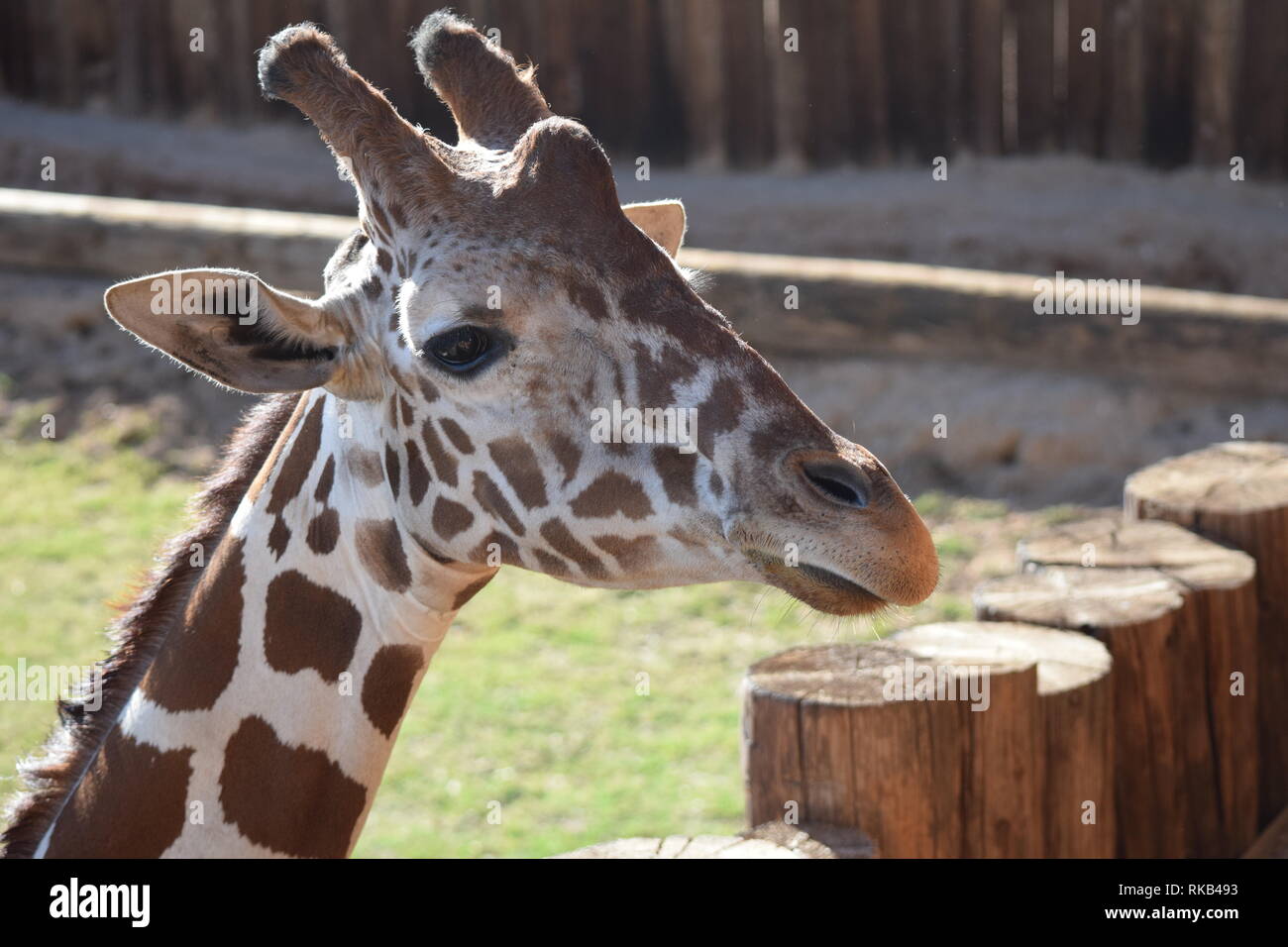 Giraffe in various poses Stock Photo