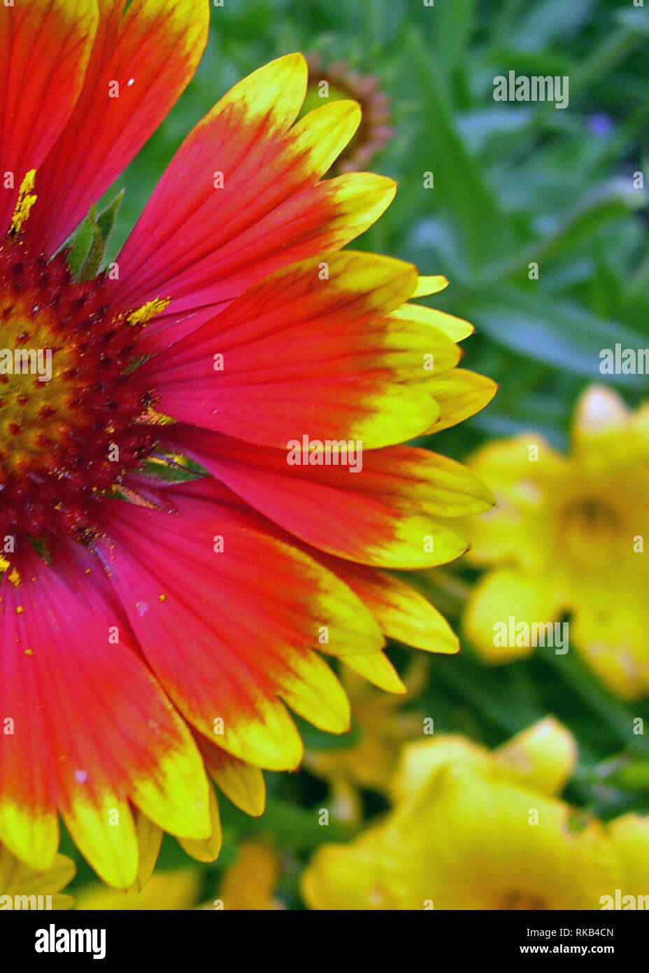 Indian Blanket Flower, Ohio Stock Photo Alamy