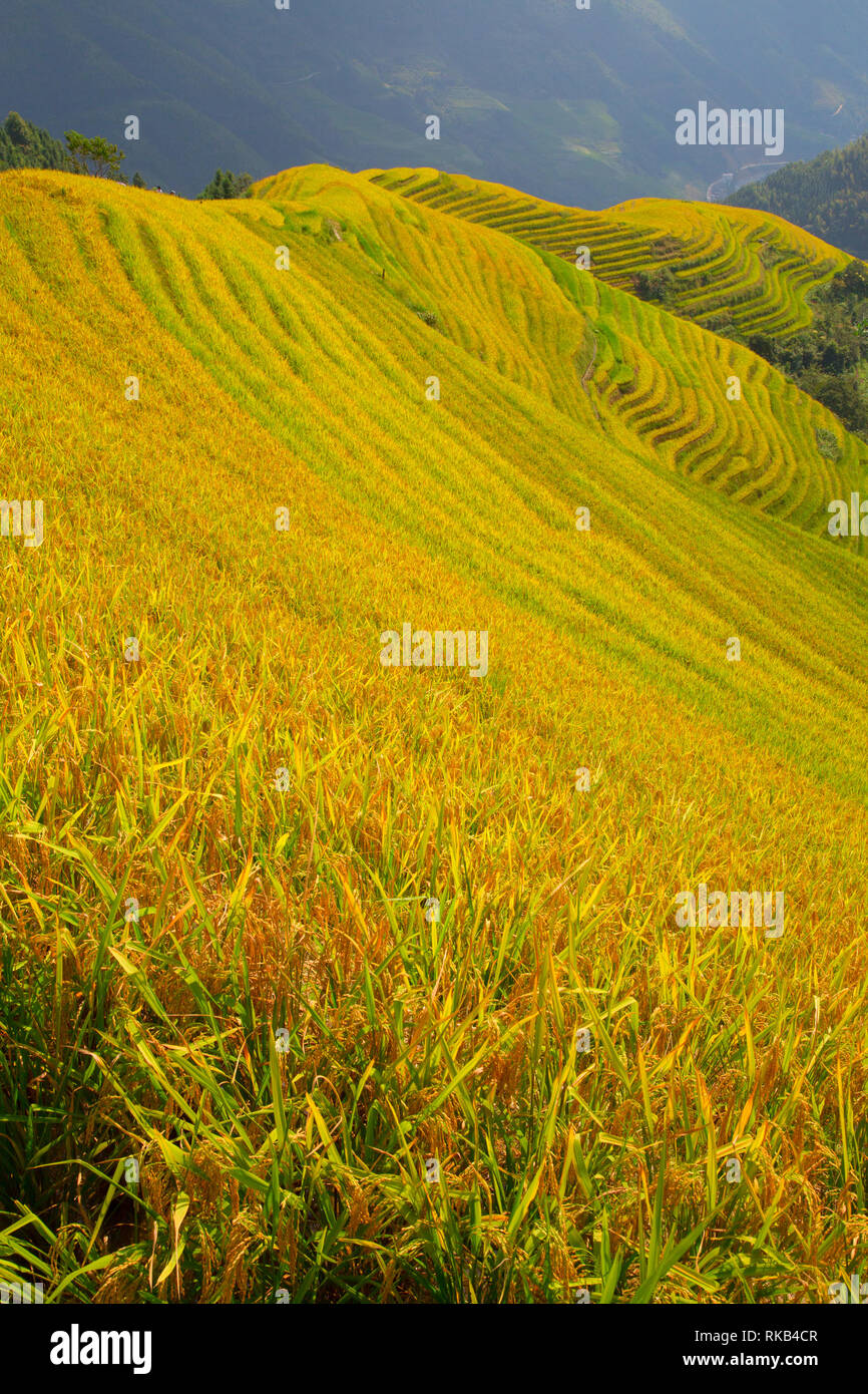 The Longsheng Rice Terraces(Dragon's Backbone) also known as Longji ...
