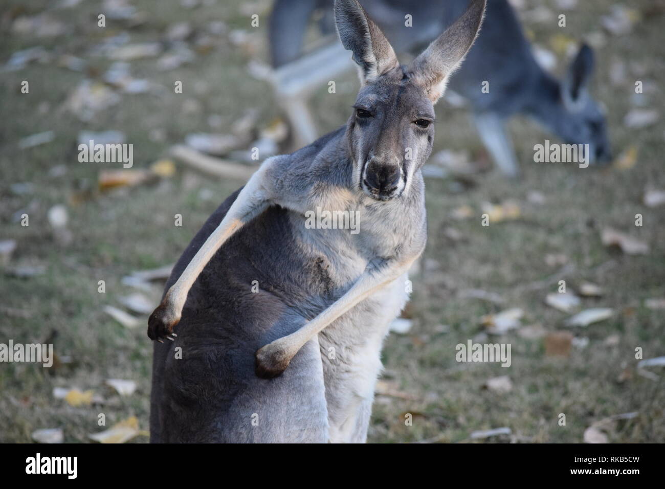 Various kangaroos frolic in a field Stock Photo
