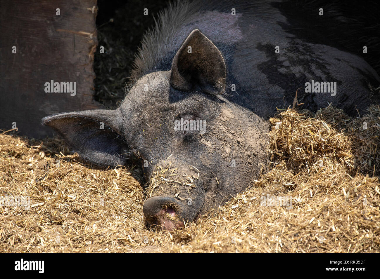 A very happy local resident of Alderney having a lie-in on Sunday morning. Stock Photo