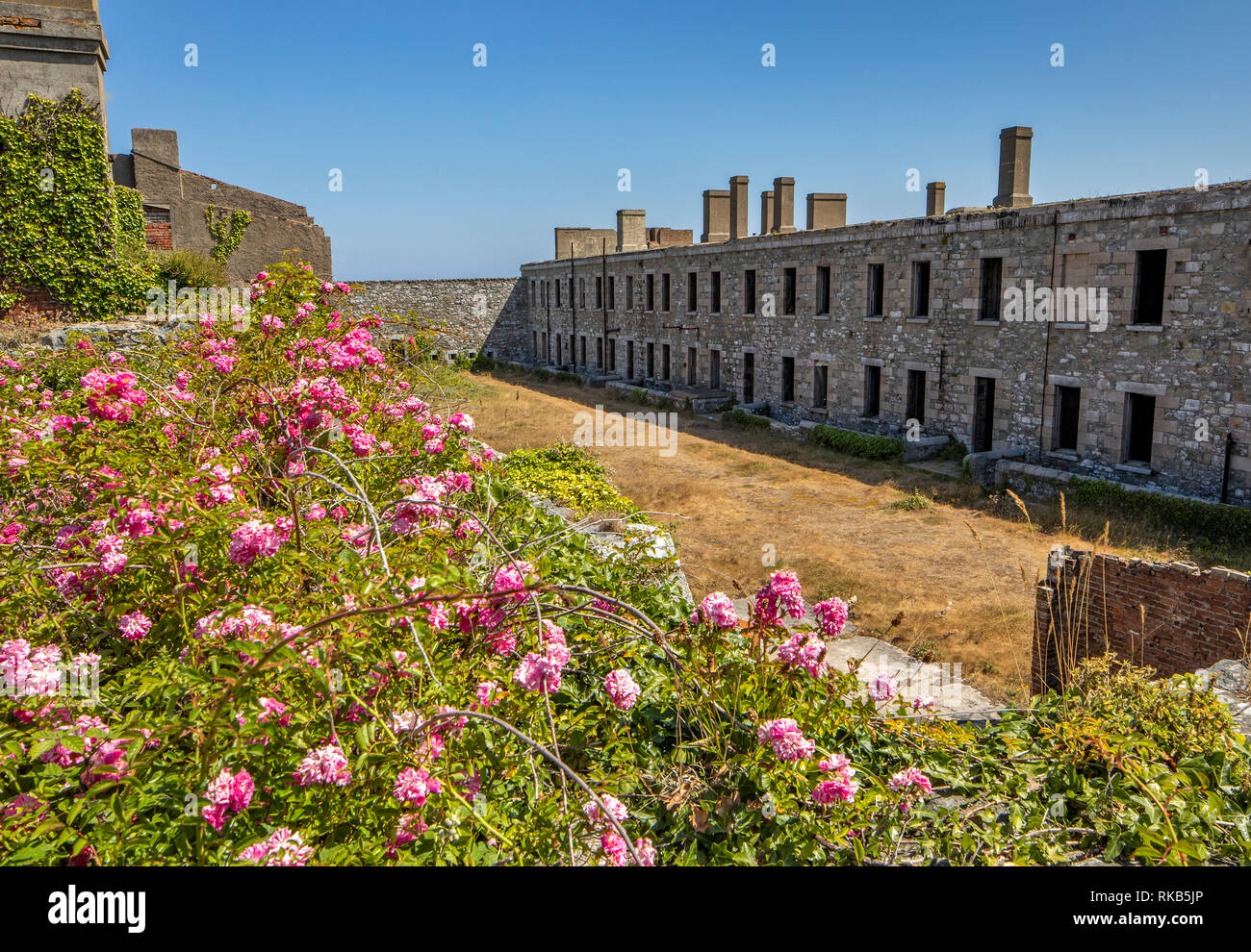 Inside view of the Barrack Block of Fort Tourgis on Alderney, the pink roses being in stark contrast to it's previous use by German Forces. Stock Photo
