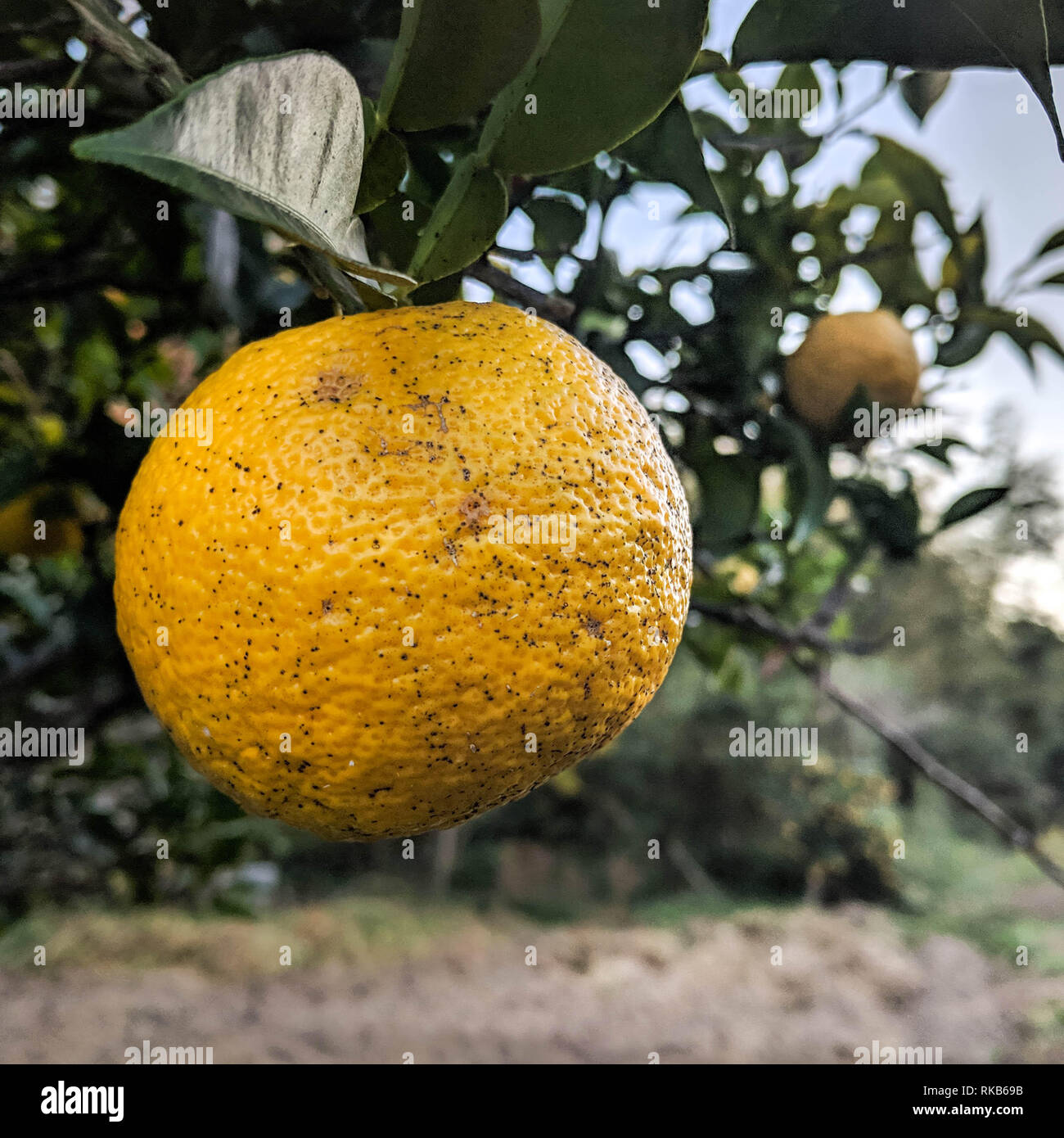 Yuzu (a sour and fragrant Japanese citrus variety) on the tree in Kochi prefecture, Japan Stock
