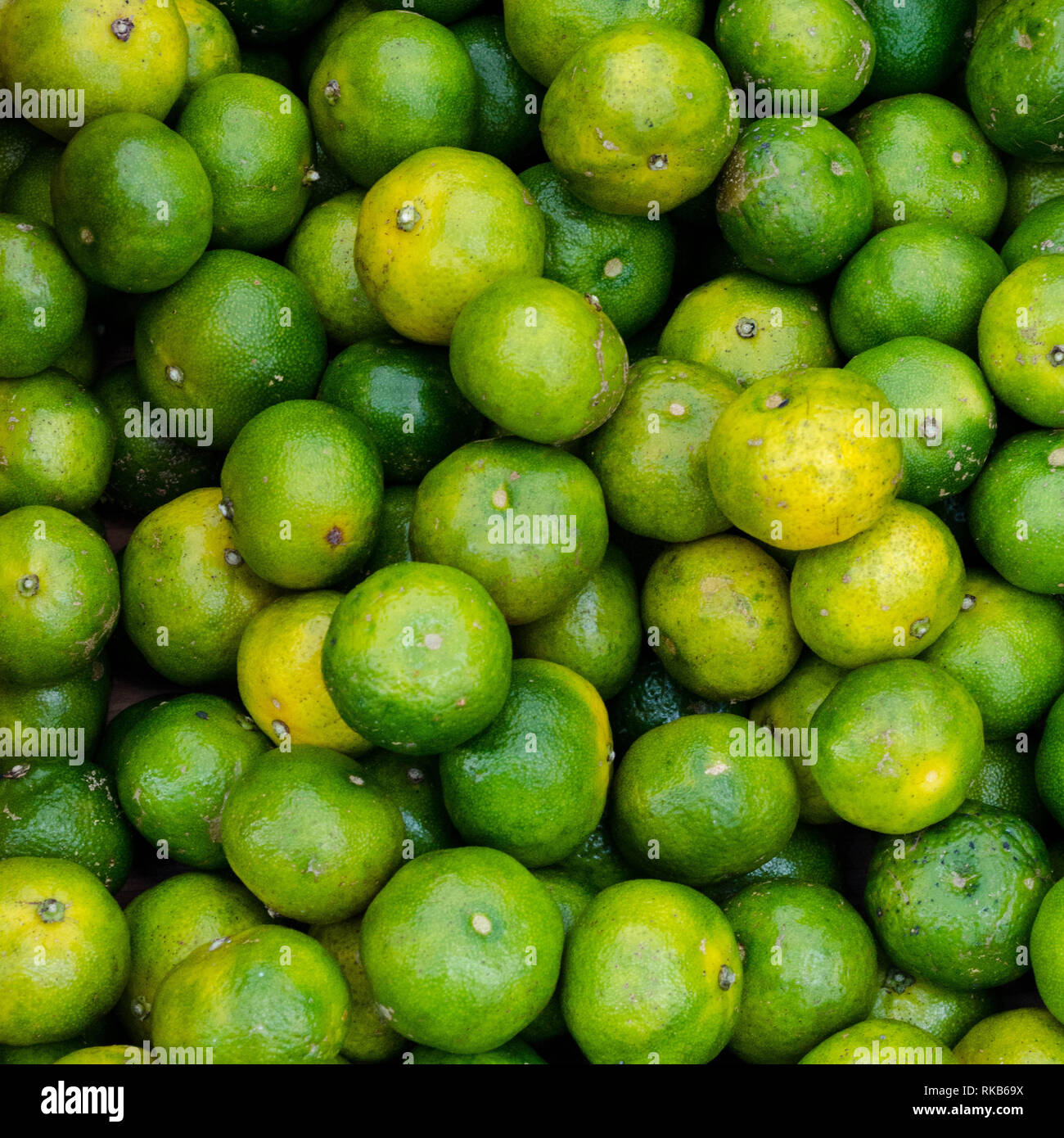 Shikuwasa a small, sour citrus fruit from Okinawa, Japan and Taiwan