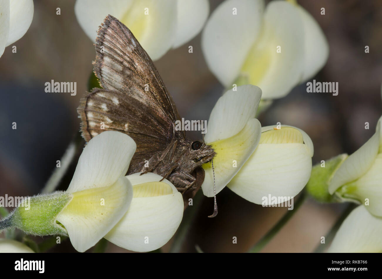 Dreamy Duskywing, Erynnis icelus, female nectaring from Cream Wild Indigo, Baptisia bracteata Stock Photo