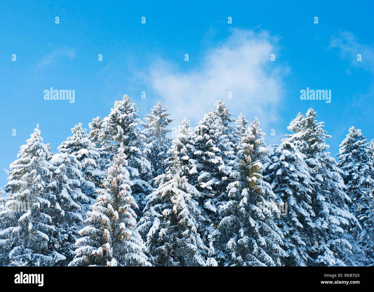 Group of Pine trees covered with snow on the blue sky. Winter wallpaper  with fir trees in winter Stock Photo - Alamy