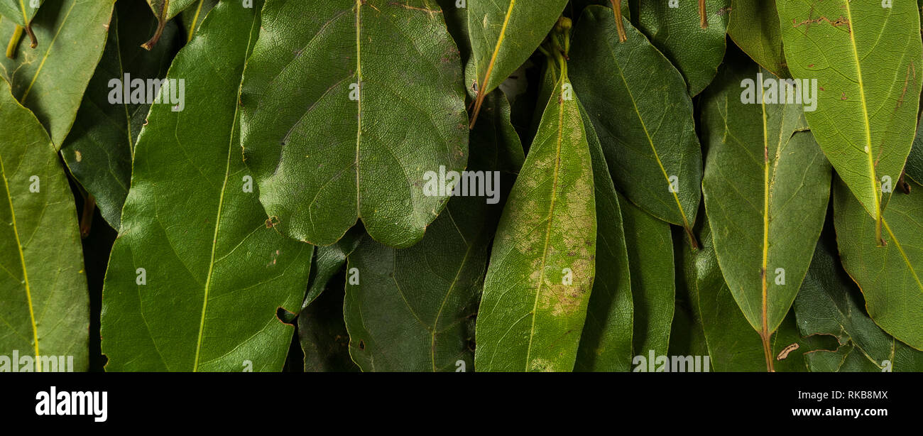 Laurus Stock Photos Laurus Stock Images Page 7 Alamy