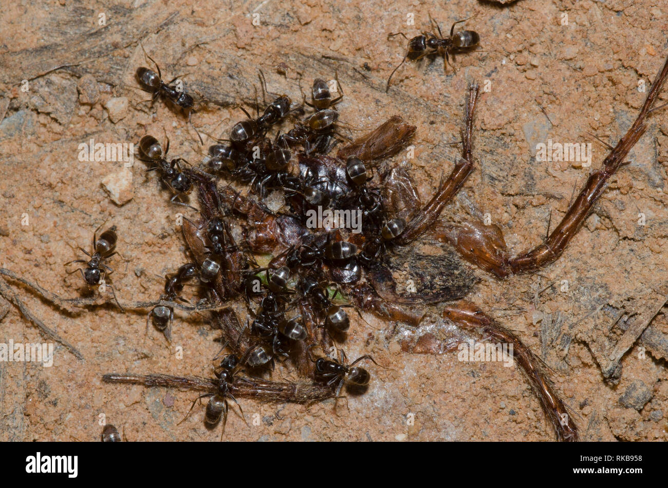 Odorous House Ants, Tapinoma sessile, swarming dead spider Stock Photo