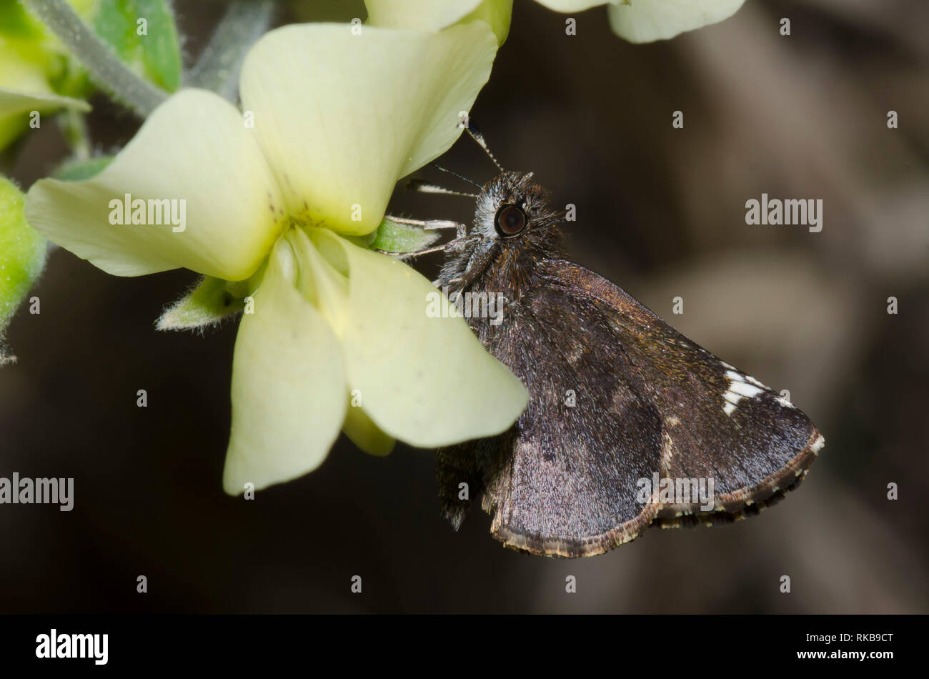 Common Roadside-Skipper, Amblyscirtes vialis, nectaring from Cream Wild Indigo, Baptisia bracteata Stock Photo