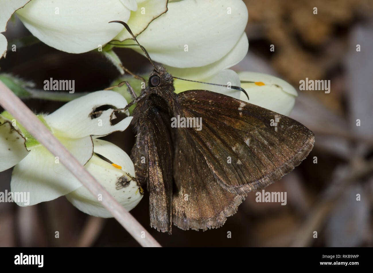 Northern Cloudywing, Cecropterus pylades, female nectaring from Cream Wild Indigo, Baptisia bracteata Stock Photo