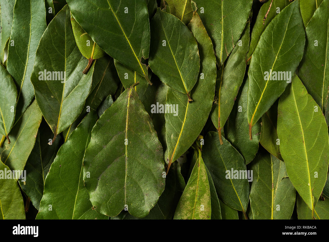 Laurus Stock Photos Laurus Stock Images Page 7 Alamy