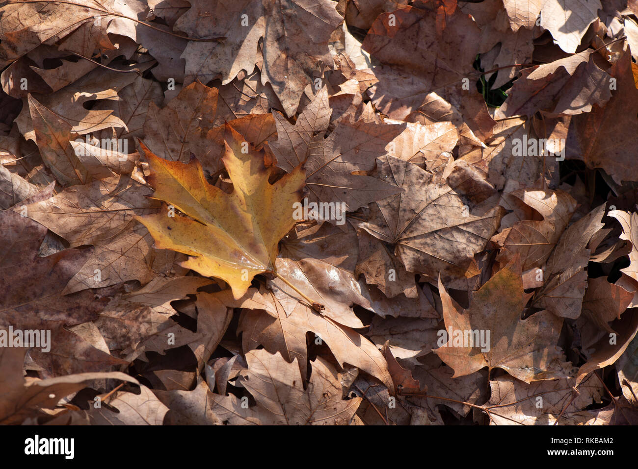 in the photo the background with maple leaves. In the middle of the sheet is different in the center. The leaves are dry and old Stock Photo