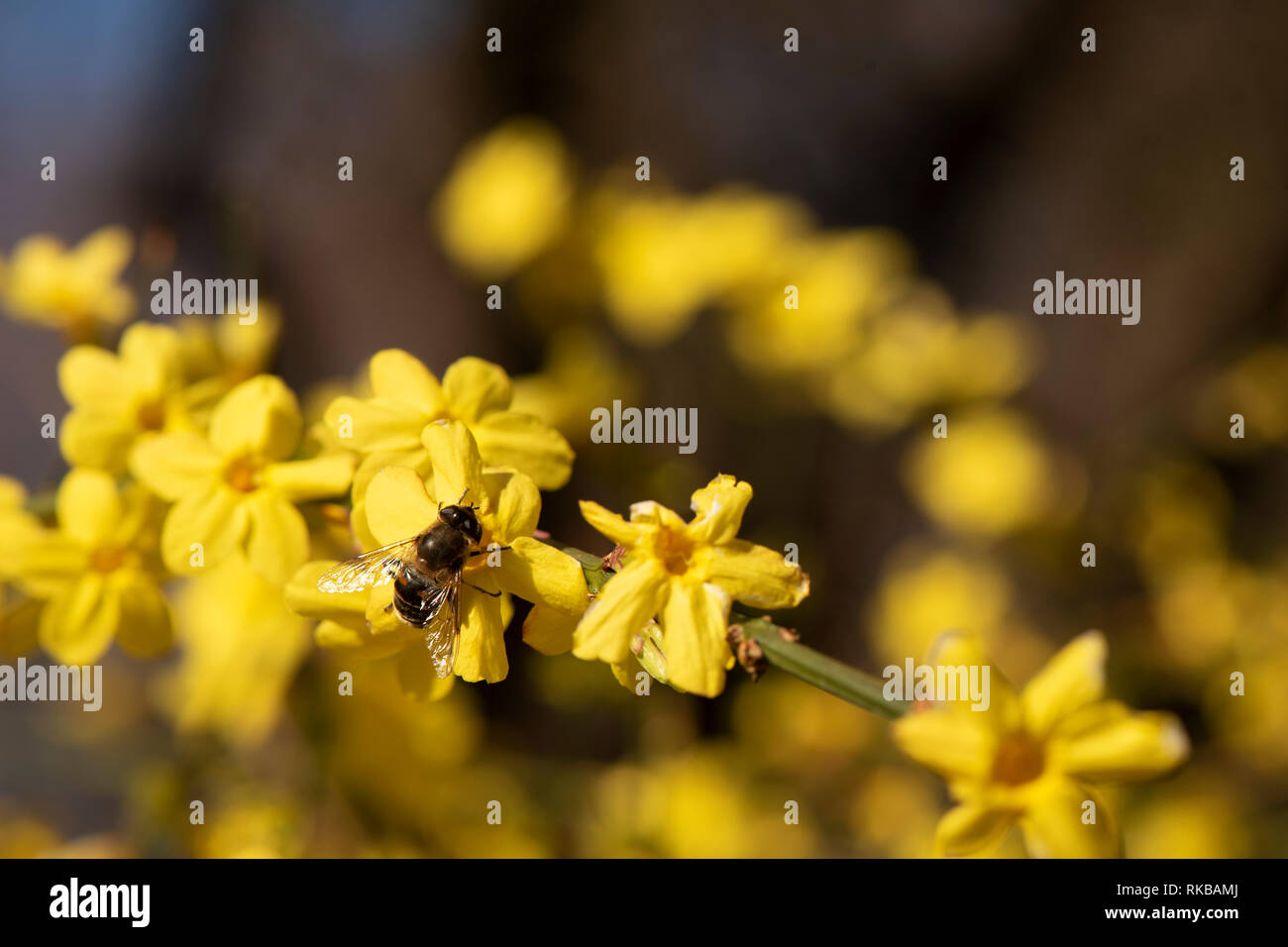 Bee sitting on a Jasmine flower. Jasmine yellow with blurred background