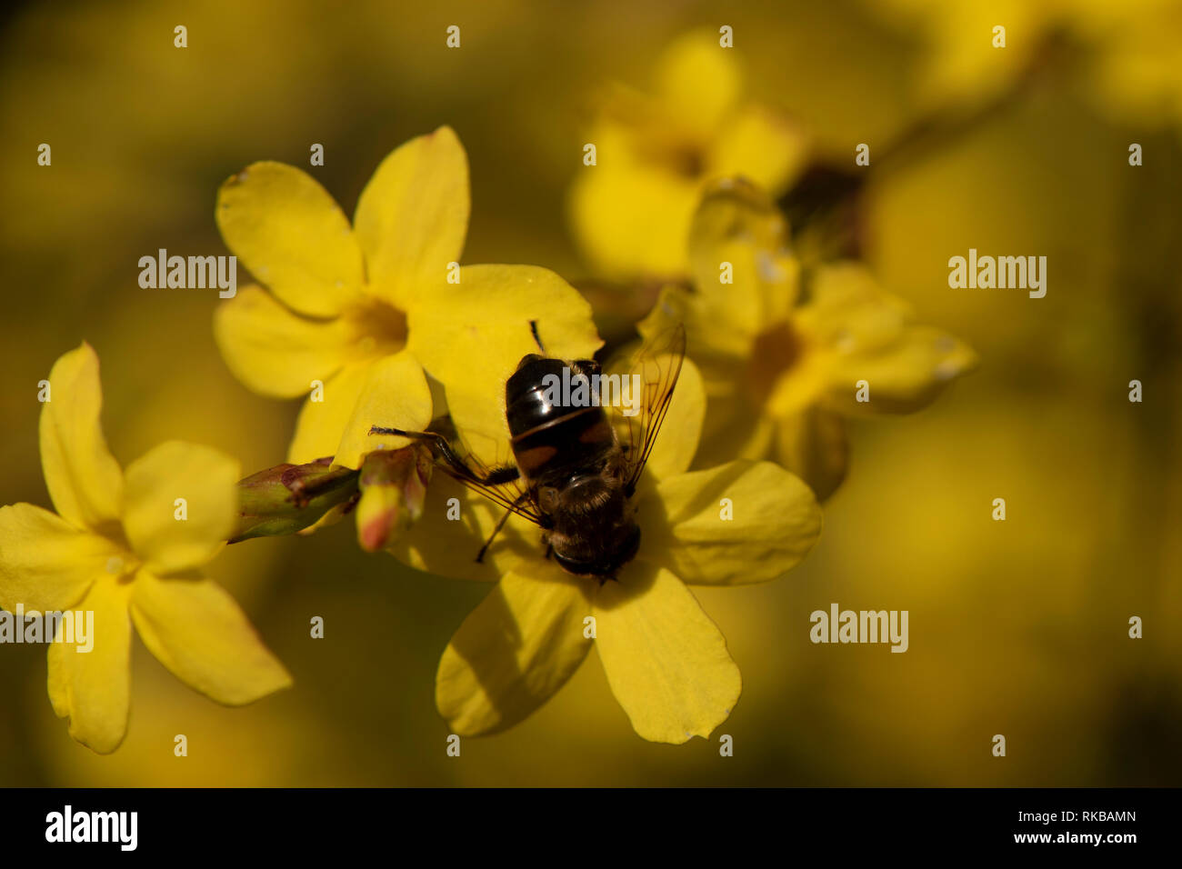 Bee sitting on a Jasmine flower. Jasmine yellow with blurred background, photographed close-up, full frame. Bee large and striped collects pollen Stock Photo