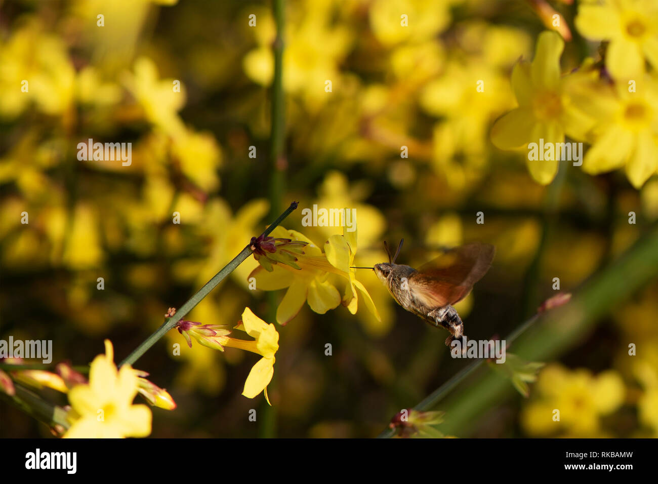 the hornworm, Manduca quinquemaculata proboscis drinks, collects pollen from the Jasmine flower. the background is blurred. the hornworm, Manduca quin Stock Photo