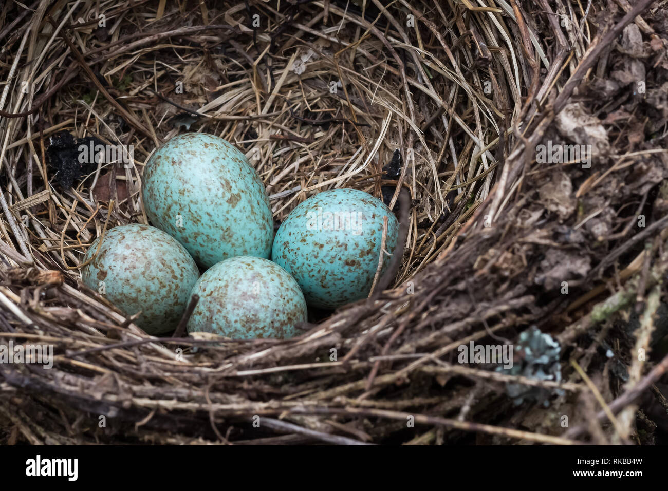 A Blue Jay S Nest With Blue Eggs Stock Photo Alamy