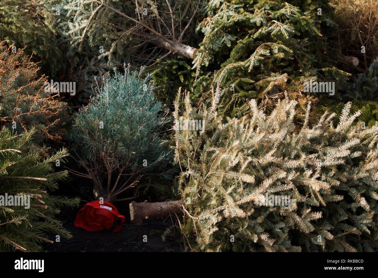 After the holidays, a pile of Christmas trees wait to be ground up into