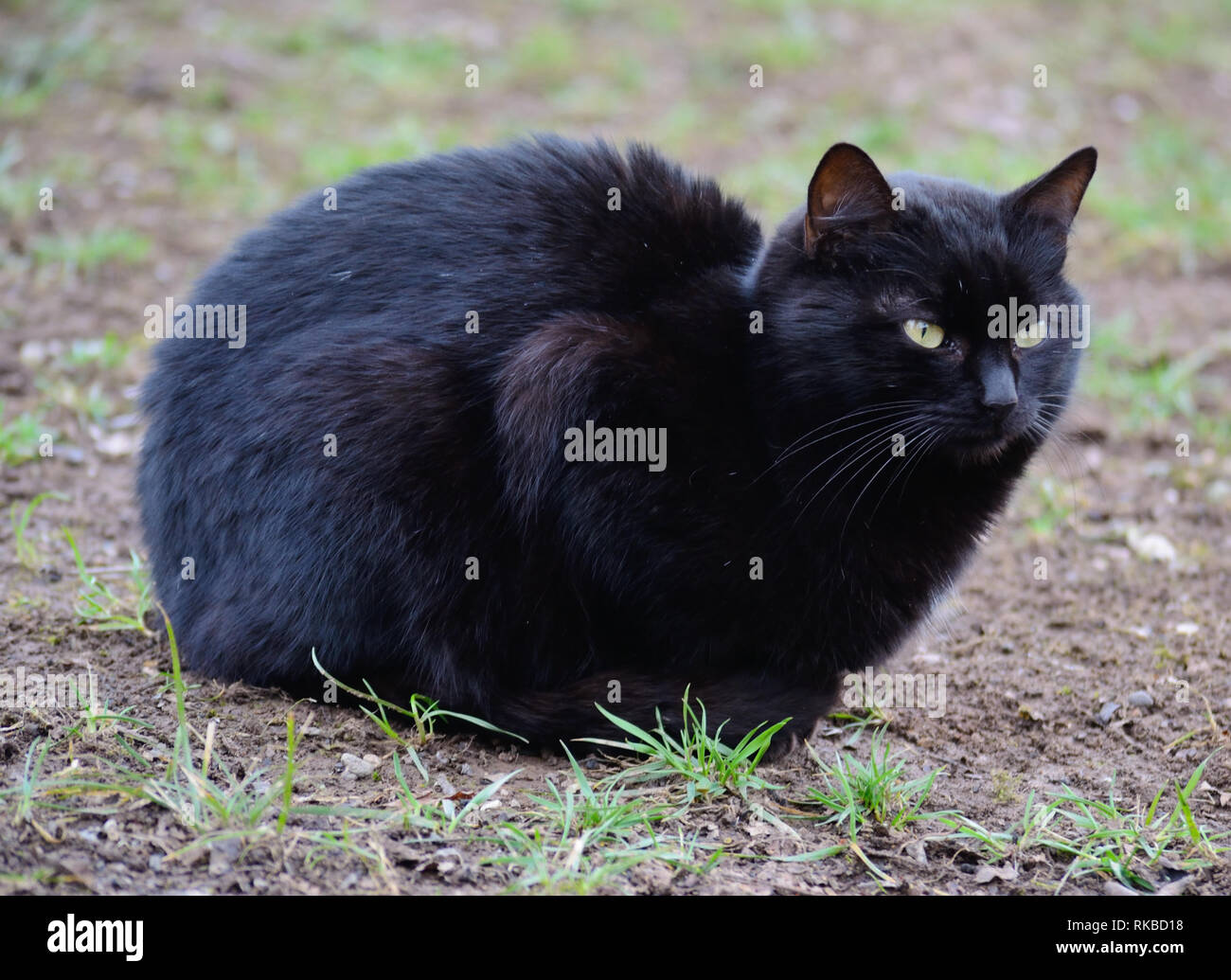 Black cat sitting on the ground Stock Photo - Alamy