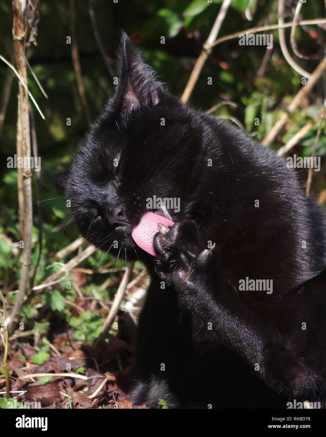 Black cat licking paw in garden Stock Photo Alamy