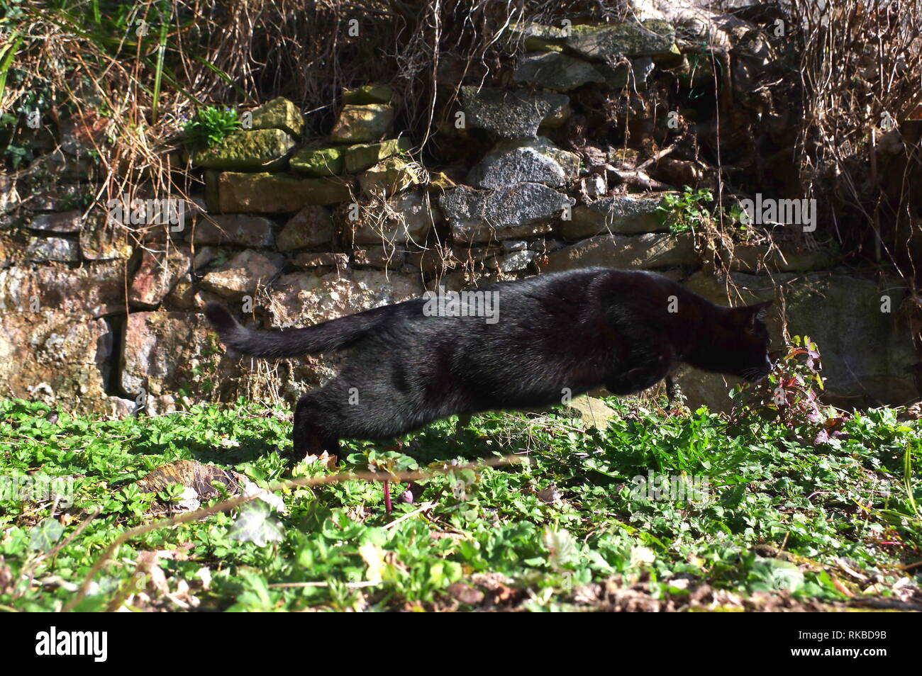 Black cat hunting in garden Stock Photo - Alamy
