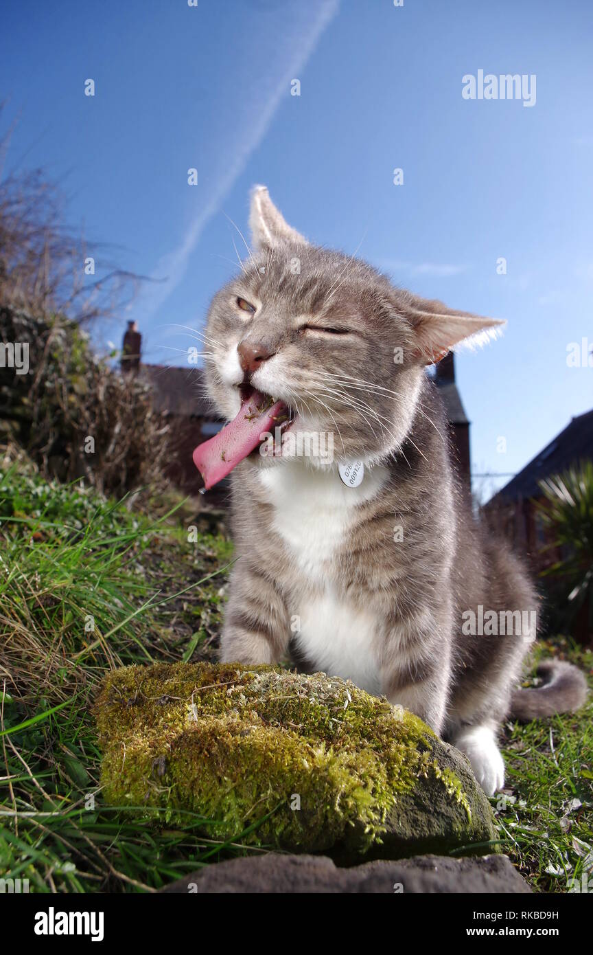 Tabby cat with catnip Stock Photo - Alamy