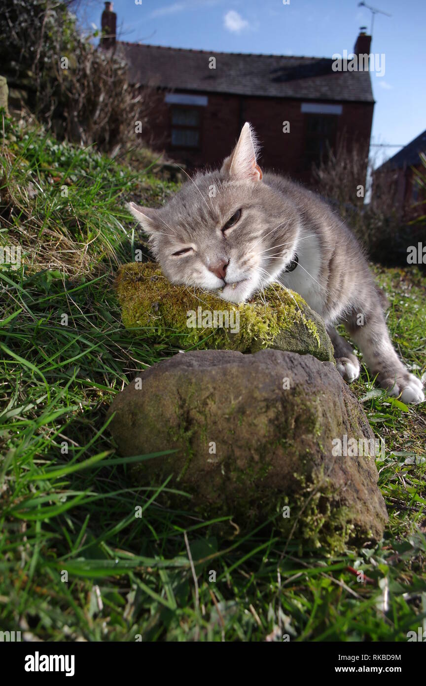 Tabby cat with catnip Stock Photo - Alamy