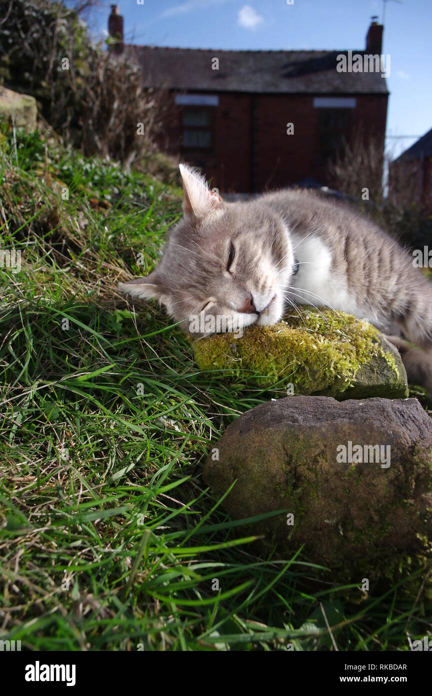 Tabby cat with catnip Stock Photo - Alamy